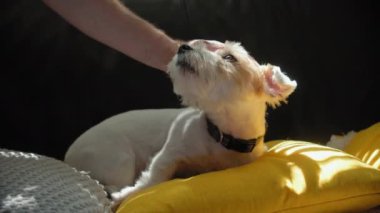 El sahibi, Jack Russell 'ın köpeğini evde güneş ışığında yastıklarla kanepede yatarken okşar. Görüntüyü kapat. Yüksek kalite 4k görüntü