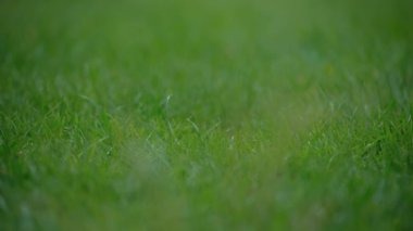 Yaz yağmurunun yeşil çimlere damlattığı görüntüleri kapatın. Yağmur damlayan zemin. Yüksek kalite 4k görüntü