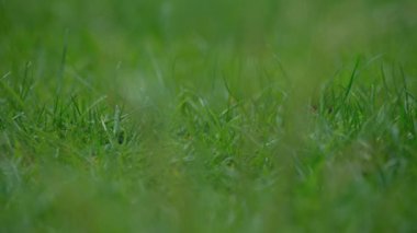 Yeşil çimlerin üzerine damlayan yaz yağmurunun yakın çekim görüntüleri, yaz tarlası. Yağmur damlayan zemin. Yüksek kalite 4k görüntü