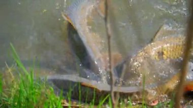 Suda yumurtlayan büyük sazan balığı. Ağır çekim. Yüksek kalite 4k görüntü