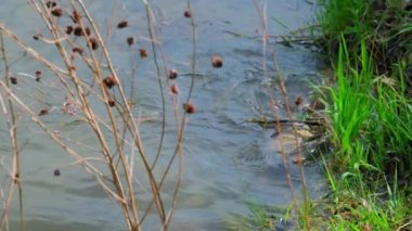 Suda yumurtlayan büyük sazan balığı. Yüksek kalite 4k görüntü