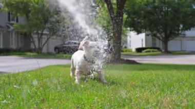 Genç Jack Russell Terrier hortumdan fışkıran su ile oynuyor. Yavaş çekim görüntüsü. Yüksek kalite 4k görüntü