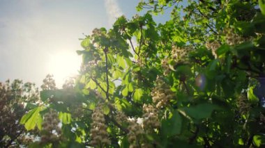 Güneşli baharda yeşil yapraklı çiçek açan bir kestane ağacı. Geniş görüş. Yüksek kalite 4k görüntü