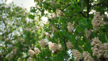 Güneşli baharda yeşil yapraklı çiçek açan bir kestane ağacı. Yüksek kalite 4k görüntü