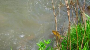 Suda yumurtlayan büyük sazan balığı. Yavaş çekim. Yüksek kalite 4k görüntü