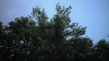 Akşam vakti siluet ağacında şimşek çakıyor. Yüksek kalite 4k görüntü