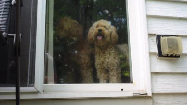 İki Goldendoodle evcil hayvanı, cam kapının yanında oturuyor ve bakıyor. Yüksek kalite 4k görüntü
