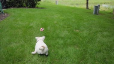 Mutlu köpek topla oynuyor. Ağır çekim. Yüksek kalite 4k görüntü