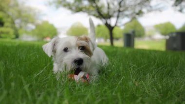 Mutlu köpek topla oynuyor ve çimlerin üzerinde yatıyor. Manzarayı kapat. Yüksek kalite 4k görüntü