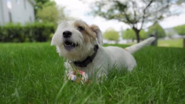 Mutlu köpek topla oynuyor ve çimlerin üzerinde yatıyor. Yüksek kalite 4k görüntü