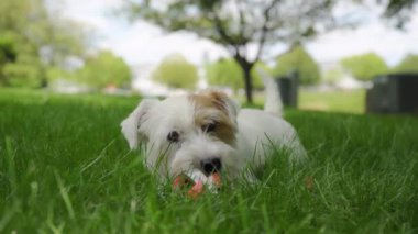 Mutlu köpek topla oynuyor ve çimlerin üzerinde yatıyor. Yakın çekim. Yüksek kalite 4k görüntü