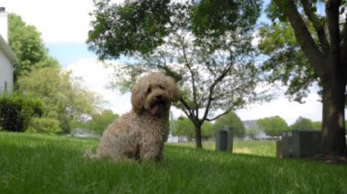 Dışarıdaki çimlerin üzerinde oturan Goldendoodle köpeğinin portresi. Geniş görüş. Yüksek kalite 4k görüntü