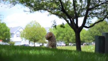 Goldendoodle köpeği, dışarıda çimlerin üzerinde oturuyor ve koşudan sonra. Yüksek kalite 4k görüntü
