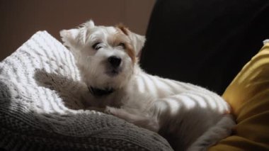 Jack Russell 'ın kanepeye uzanmış, yastıkları evde, güneş ışığında uzanmış ve uyuyan köpeğini yakından çek. Yüksek kalite 4k görüntü