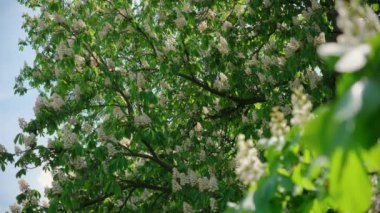 Güneşli baharda yeşil yapraklı çiçek açan kestane ağacı. Kapatın. Yüksek kalite 4k görüntü