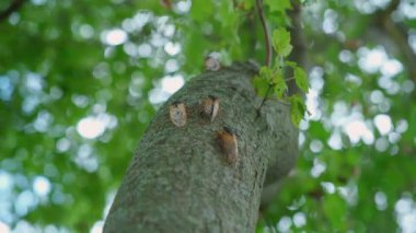 Birçok ağustos böceği yerden çıkar ve ağaç gövdesine tırmanır. Manzarayı kapat. Yüksek kalite 4k görüntü