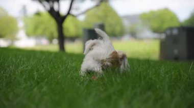Mutlu köpek topla oynuyor ve çimlerin üzerinde yatıyor. Görüntüleri kapat. Yüksek kalite 4k görüntü