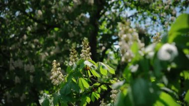 Güneşli baharda yeşil yapraklı çiçek açan kestane ağacı. Yakın çekim. Yüksek kalite 4k görüntü