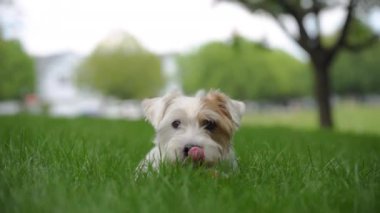 Mutlu köpek topla oynuyor, çimlere uzanıyor ve kameraya bakıyor. Görüntüleri kapat. Yüksek kalite 4k görüntü