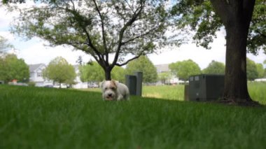 Mutlu Jack Russell köpeği topla oynuyor, çimlere uzanıyor ve kameraya bakıyor. Görüntüleri kapat. Yüksek kalite 4k görüntü