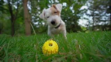 Mutlu köpek yeşil çimlerin üzerinde top oynuyor. Yavaş çekim görüntüsü. Yüksek kalite 4k görüntü