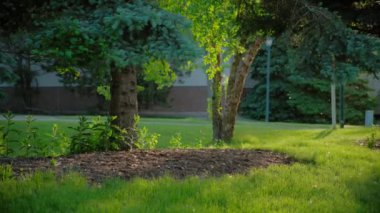 Park arka planındaki yeşil ağaçların beyaz kabarık polenleri. Poplar organik alerjik tüy her yerde uçuşuyor. Yüksek kalite 4k görüntü