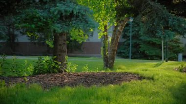 Park arka planındaki yeşil ağaçlardan beyaz pofuduk polenlerin yavaş çekim görüntüleri. Poplar organik alerjik tüy her yerde uçuşuyor. Yavaş kavram. Yüksek kalite 4k görüntü