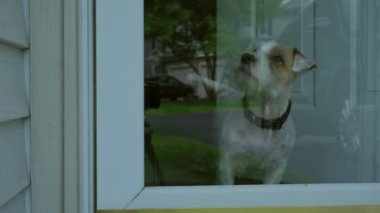 Evcil köpek Jack Russel ev sahibiyle tanışıyor ve evdeki cam kapıya bakıyor. Yakın çekim. Yüksek kalite 4k görüntü