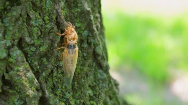 Ağustosböcekleri yerden çıkıp ağaç gövdesine çıkıyorlar. Ağustostaki ağustos böceklerinin yakın görüntüsü. Yüksek kalite 4k görüntü