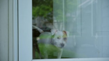 Köpek Jack Russel, ev sahibiyle tanışıyor ve evdeki cam kapıya bakıyor. Yakın çekim görüntüsü. Yüksek kalite 4k görüntü