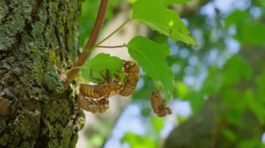 Ağustosböcekleri yerden çıktıktan sonra ağaçta ve ağaç yaprağına tırmanırlar. Yakın çekim. Yüksek kalite 4k görüntü