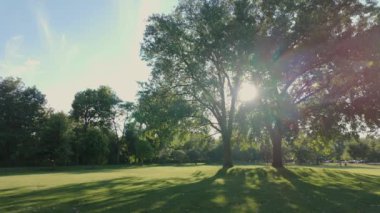 Güneşli bir günde yeşil çimen ağaçlarıyla halka açık bir park. Yaz zamanı. Yüksek kalite 4k görüntü