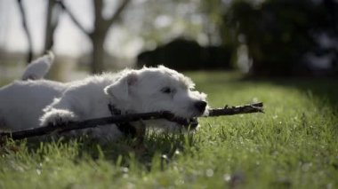 Şirin komik Jack Russell Terrier kuyruğunu çimenlerde sallıyor ve bir sopa çiğniyor. Manzarayı kapat. Yüksek kalite 4k görüntü