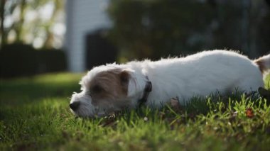 Jack Russell Terrier kuyruğunu çimenlerde sallıyor ve bir sopa çiğniyor. Manzarayı kapat. Yüksek kalite 4k görüntü