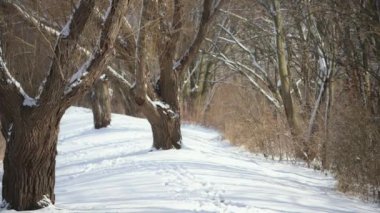 Vahşi bir parkta kar yağışı, kar taneleri yavaşça düşüyor, ağır çekim. Yüksek kalite 4k görüntü