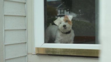 Jack Russel köpeği sahibi ile tanışıyor ve evdeki cam kapıya bakıyor. Yakın çekim. Yüksek kalite 4k görüntü