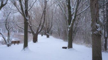 Vahşi bir parkta kar yağışı, kar taneleri yavaşça düşüyor, yavaş çekim. Yüksek kalite 4k görüntü