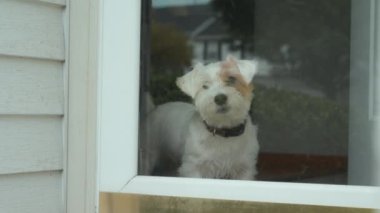 Jack Russel köpeği sahibi ile tanışıyor ve evdeki cam kapıya bakıyor. Görüntüleri kapat. Yüksek kalite 4k görüntü