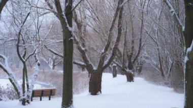 Parkta kar yağışı, kar taneleri yavaşça düşüyor, yavaş çekim. Yüksek kalite 4k görüntü