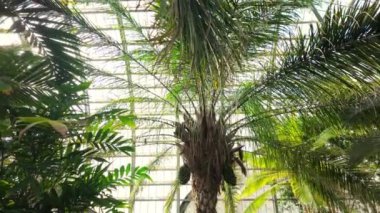Botanik bahçesinde uzun bir palmiye ağacının büyük yaprakları. Yüksek kalite 4k görüntü