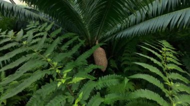 Ormandaki ya da botanik bahçesindeki parlak, egzotik tropik yeşiller. Sulu yapraklı doğal doku. Palmiye yaprağında güneş ışığı. Yüksek kalite 4k görüntü