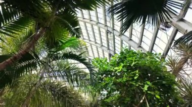 Botanik bahçesinde tropik yeşillik ve palmiye ağaçları. Dolly 'nin çekimleri. Yüksek kalite 4k görüntü