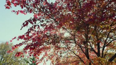 Sonbaharda rüzgâr ve akçaağaç yapraklarıyla esen renkli kırmızı akçaağaç yaprağı. Yüksek kalite 4k görüntü