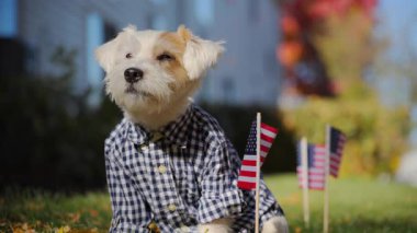 Jack Russell Terrier, arka planda Amerikan bayraklarıyla çimlerin üzerinde oturan mavi beyaz bir ekose gömlek giyiyor. Yüksek kalite 4k görüntü