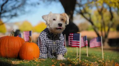 Jack Russell Terrier mavi-beyaz ekose bir gömlek giyiyor çimenlerin üzerinde oturuyor, etrafı Amerikan bayrakları ve balkabaklarıyla çevrili. Yüksek kalite 4k görüntü