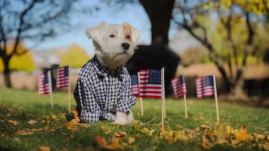 Köpek Jack Russell Terrier arka planda Amerikan bayrakları sallayarak çimlerin üzerinde oturan mavi beyaz bir ekose gömlek giyiyor. Yüksek kalite 4k görüntü