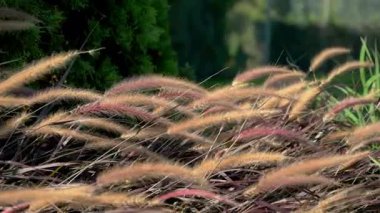 Rüzgarda savrulan çimenler yeşil ağaçların arkasına doğru esiyor. Pennisetum. Yüksek kalite 4k görüntü