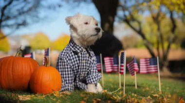 Köpek Jack Russell Terrier, arka planda Amerikan bayrakları sallayan balkabağının yanındaki çimlerin üzerinde mavi beyaz bir ekose gömlek giyiyor. Sonbahar güneşli bir gün. Yüksek kalite 4k görüntü