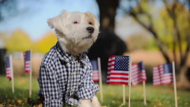 Jack Russell Terrier arka planda Amerikan bayrakları olan çimlerin üzerinde mavi beyaz bir ekose gömlek giyiyor. Yüksek kalite 4k görüntü
