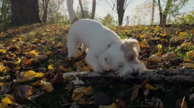Sevimli komik Jack Russell Terrier, küçük beyaz köpek yavrusu tahta sopayla oynuyor. Arka plan bir park alanındaki ağaçlardan oluşuyor. Görüntüleri kapat. Yüksek kalite 4k görüntü